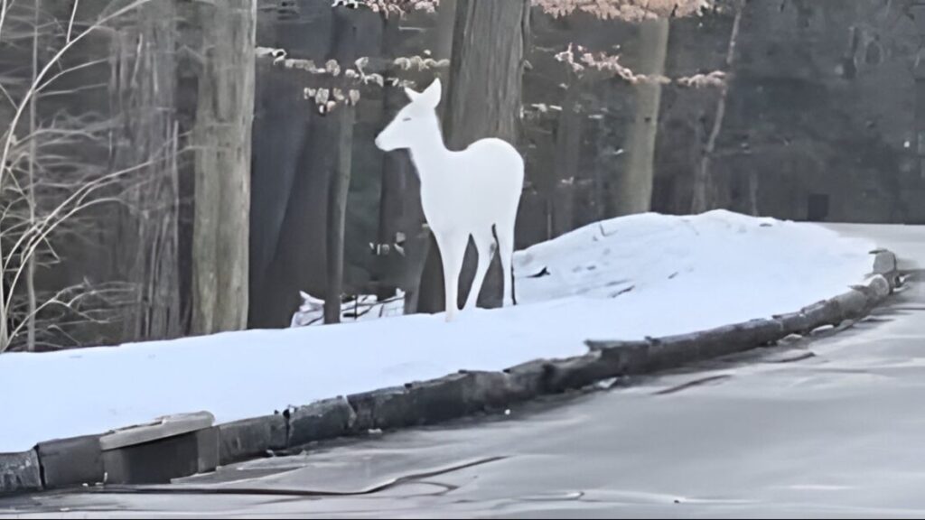 Rare Albino deer spotted