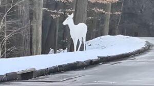 Rare Albino deer spotted