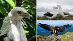 World's Largest Birds That Can Fly