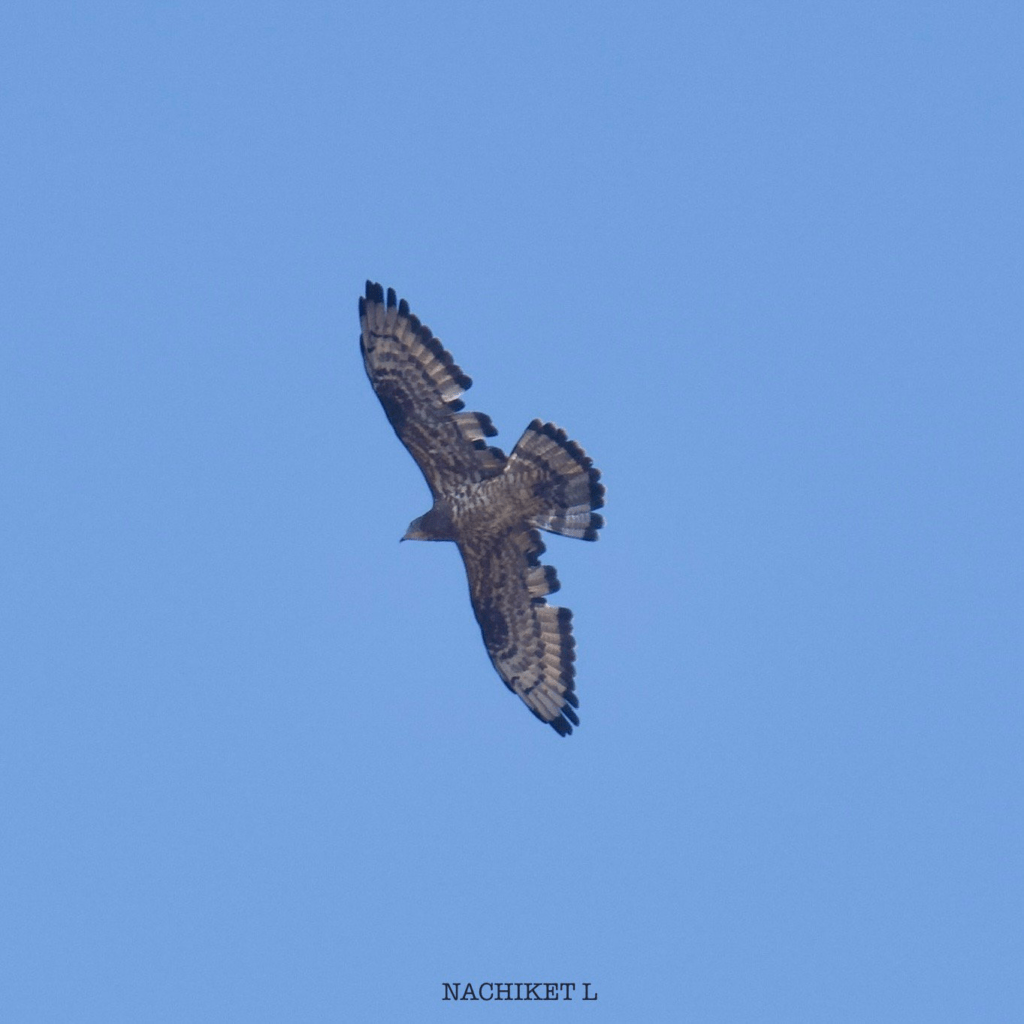 Great Backyard Bird Count 2025