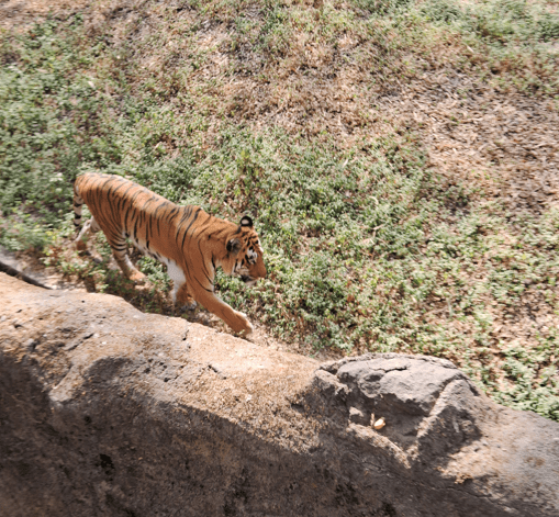 Rajiv Gandhi Zoological Park Pune guide