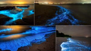 Bioluminescent beaches in India