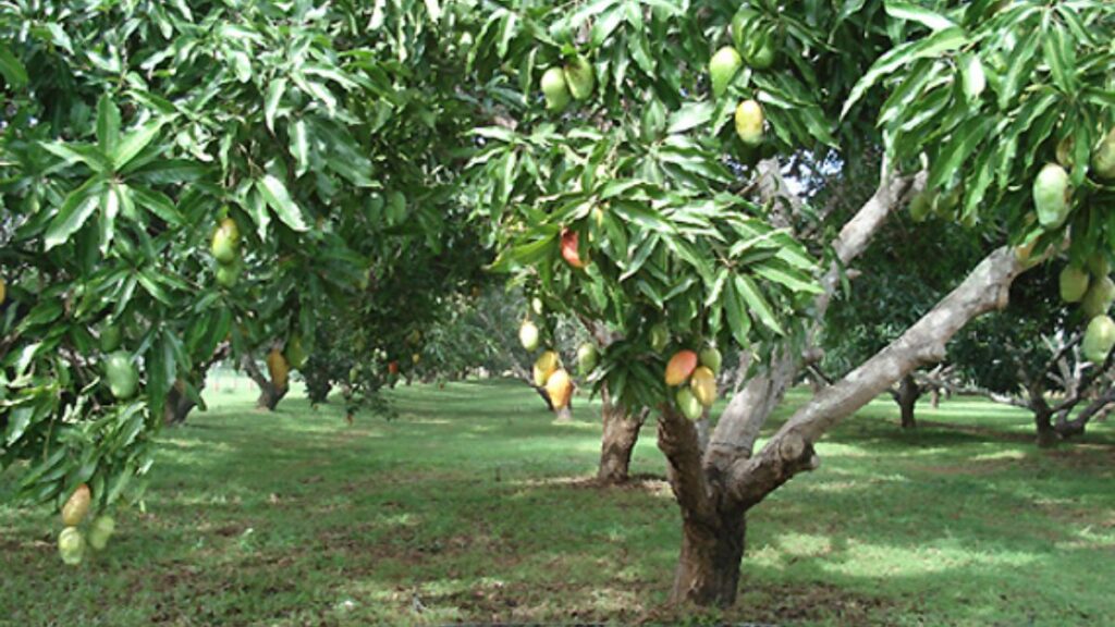 Heat Waves Hit Alphonso Mango Farmers