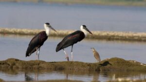 Decline in migratory bird sightings in Pune due to rising temperatures