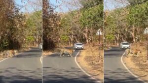 Tiger Walks Out of Tadoba-Andhari Reserve