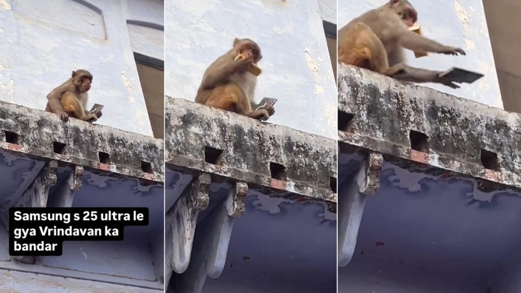 Vrindavan Monkey Trades Samsung S25 Ultra