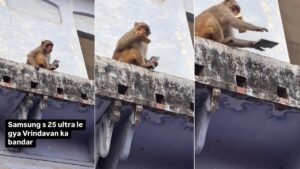 Vrindavan Monkey Trades Samsung S25 Ultra