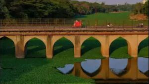 Water hyacinth pollution Mula River Pune