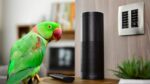 Parrot Orders Treats Using Alexa – This is What the Owner Did
